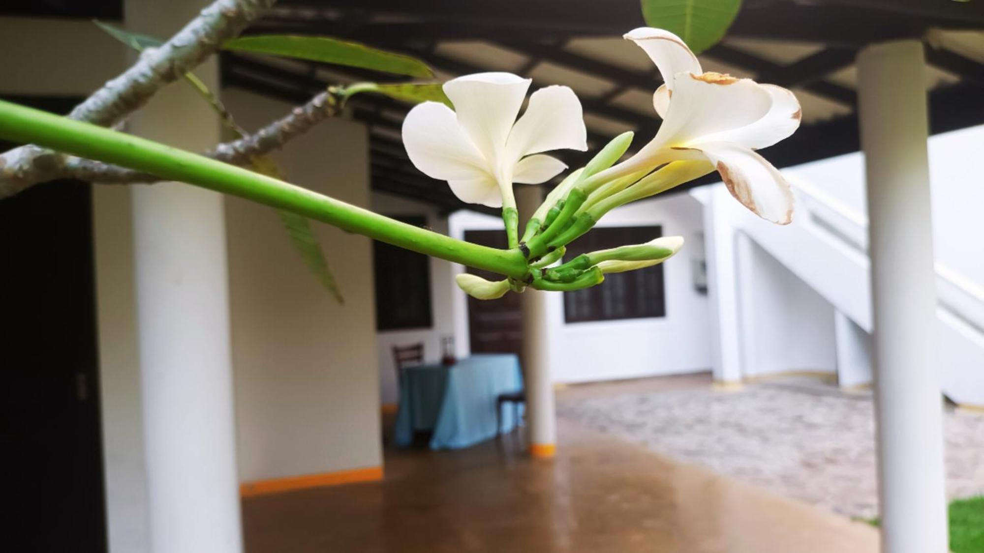 Greenery Lanka Villa Unawatuna Exterior photo